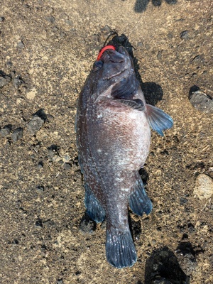 PXL_20250512_063956771_コピー